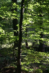 Wald 2